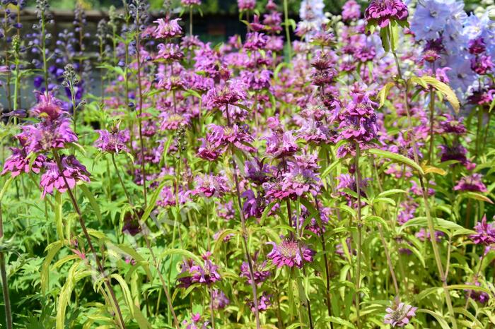 Zavinutka - Monarda citriodora