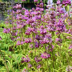 Zavinutka - Monarda citriodora