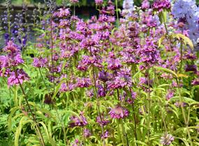 Zavinutka - Monarda citriodora