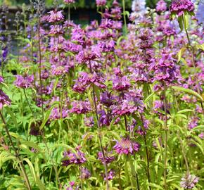 Zavinutka - Monarda citriodora