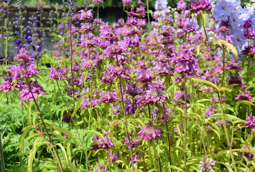 Zavinutka - Monarda citriodora