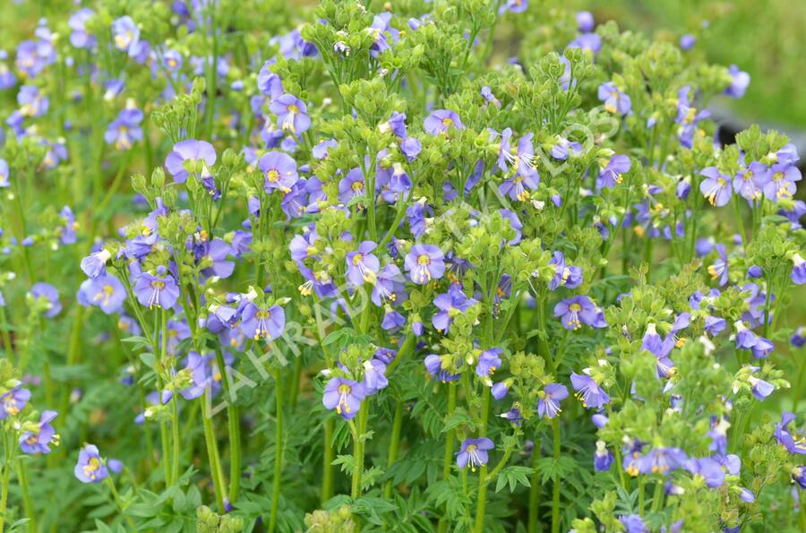 Jirnice 'Heavenly Habit' - Polemonium boreale 'Heavenly Habit'