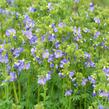 Jirnice 'Heavenly Habit' - Polemonium boreale 'Heavenly Habit'