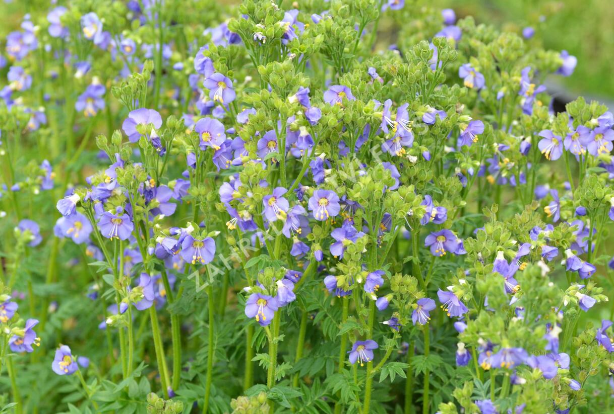 Jirnice 'Heavenly Habit' - Polemonium boreale 'Heavenly Habit'