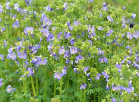 Jirnice 'Heavenly Habit' - Polemonium boreale 'Heavenly Habit'