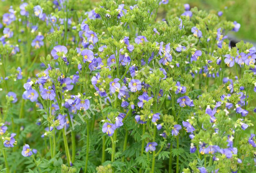Jirnice 'Heavenly Habit' - Polemonium boreale 'Heavenly Habit'