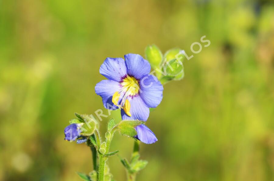 Jirnice 'Heavenly Habit' - Polemonium boreale 'Heavenly Habit'