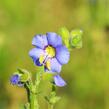 Jirnice 'Heavenly Habit' - Polemonium boreale 'Heavenly Habit'