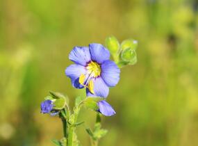 Jirnice 'Heavenly Habit' - Polemonium boreale 'Heavenly Habit'