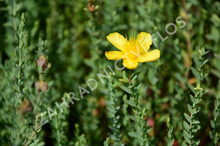 Třezalka - Hypericum olympicum