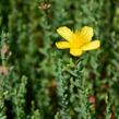 Třezalka - Hypericum olympicum