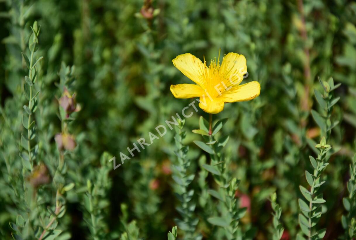 Třezalka - Hypericum olympicum