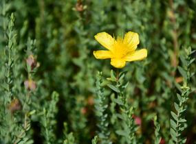 Třezalka - Hypericum olympicum