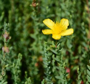 Třezalka - Hypericum olympicum