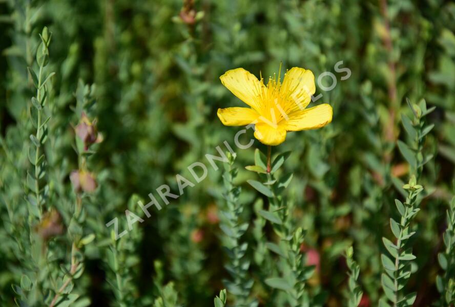 Třezalka - Hypericum olympicum