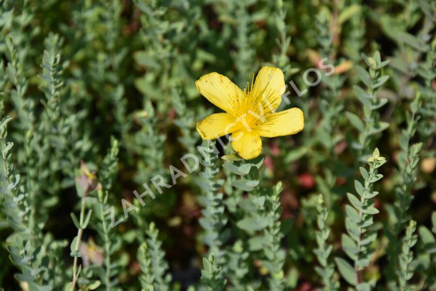Třezalka - Hypericum olympicum