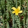 Třezalka - Hypericum olympicum