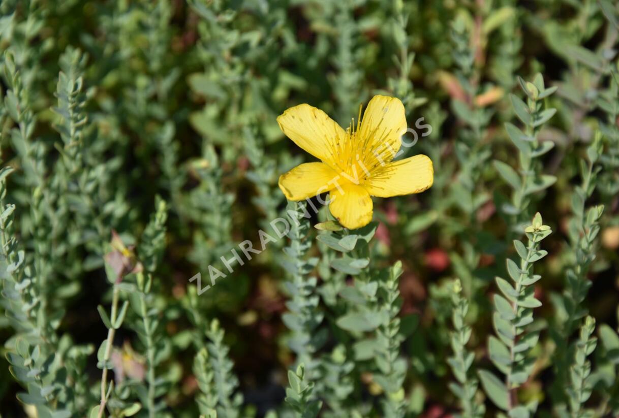 Třezalka - Hypericum olympicum