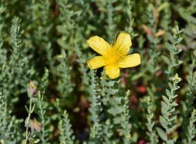 Třezalka - Hypericum olympicum