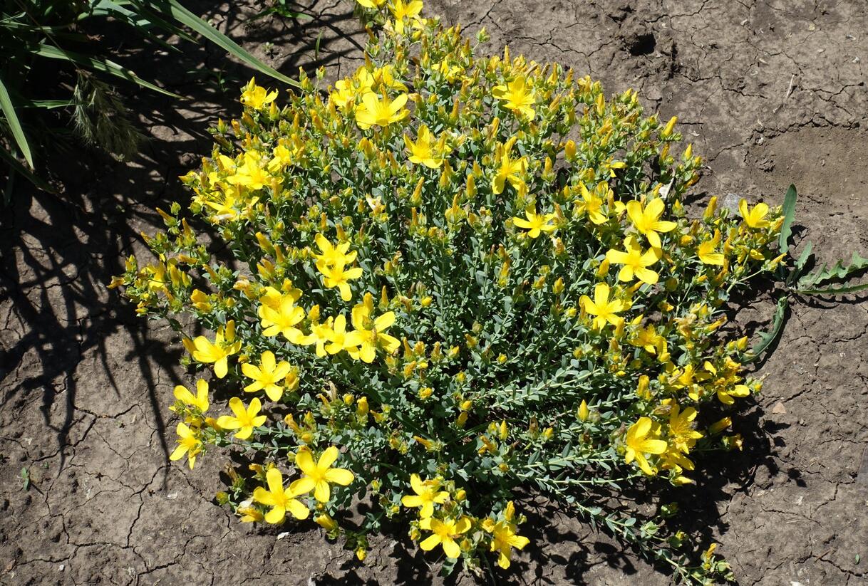 Třezalka - Hypericum olympicum