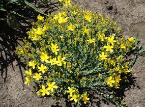 Třezalka - Hypericum olympicum