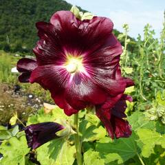 Topolovka - Alcea ficifolia