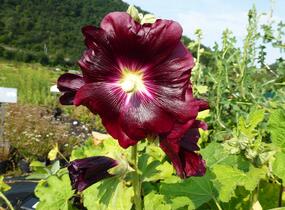 Topolovka - Alcea ficifolia