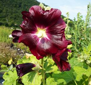 Topolovka - Alcea ficifolia