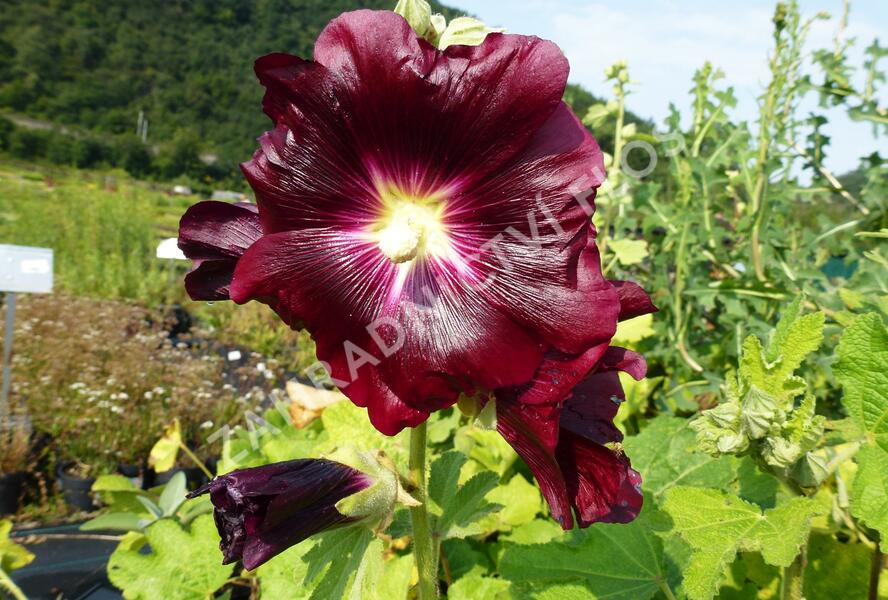 Topolovka - Alcea ficifolia