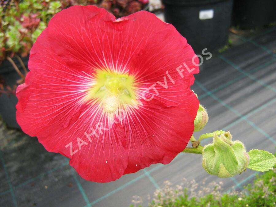 Topolovka - Alcea ficifolia