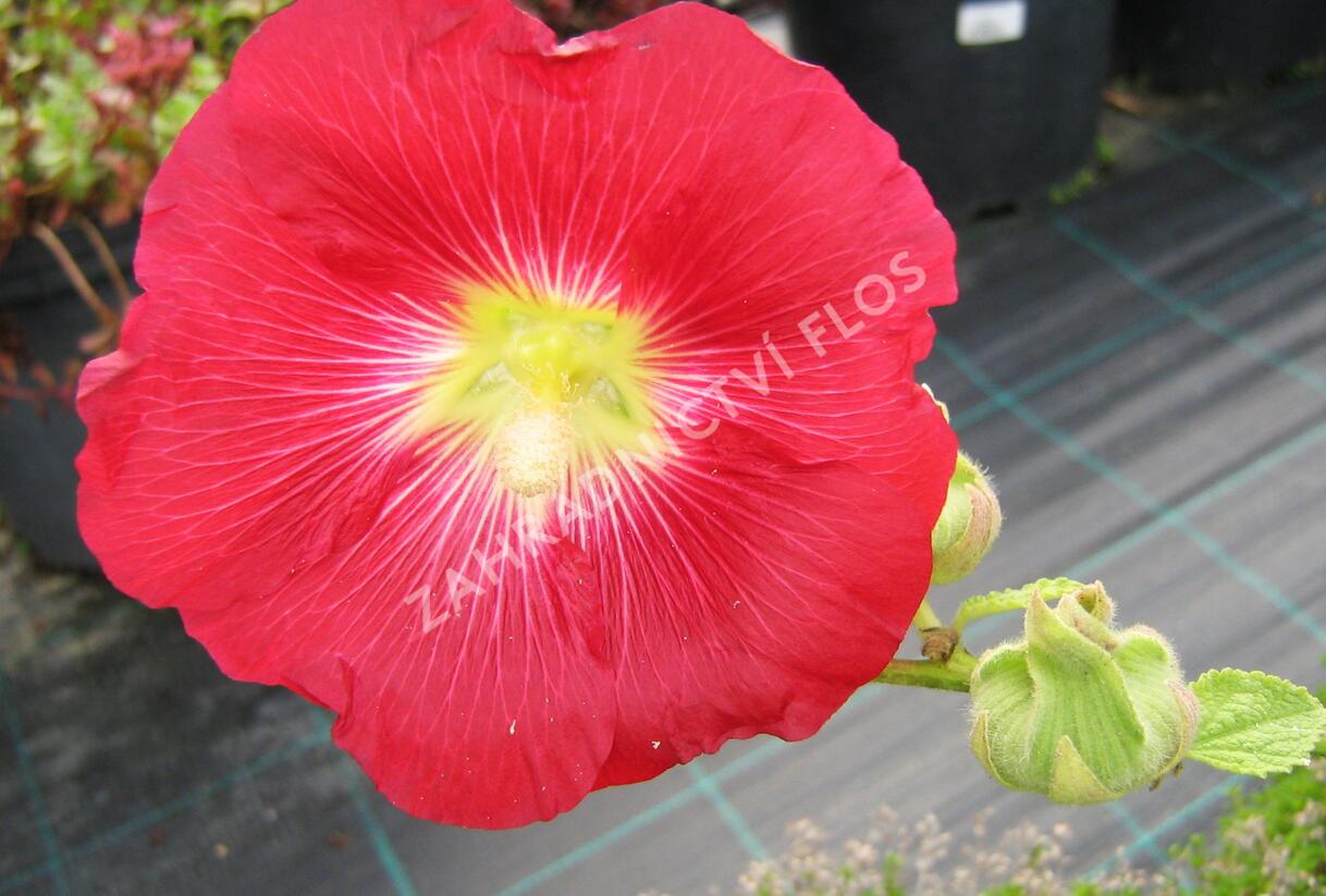 Topolovka - Alcea ficifolia