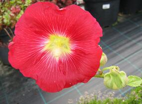 Topolovka - Alcea ficifolia