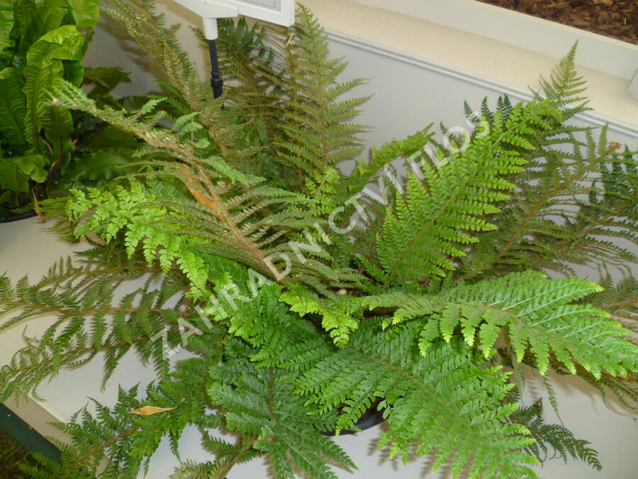 Kapradina štětinonosná 'Dahlem' - Polystichum setiferum 'Dahlem'