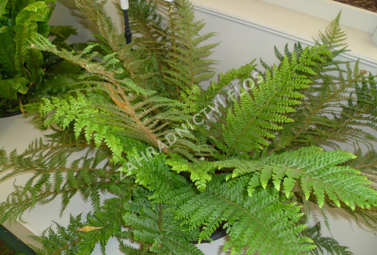 Kapradina štětinonosná 'Dahlem' - Polystichum setiferum 'Dahlem'