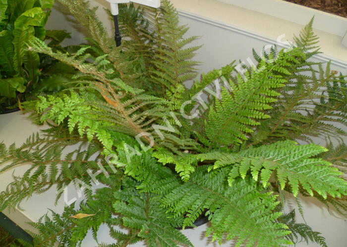 Kapradina štětinonosná 'Dahlem' - Polystichum setiferum 'Dahlem'