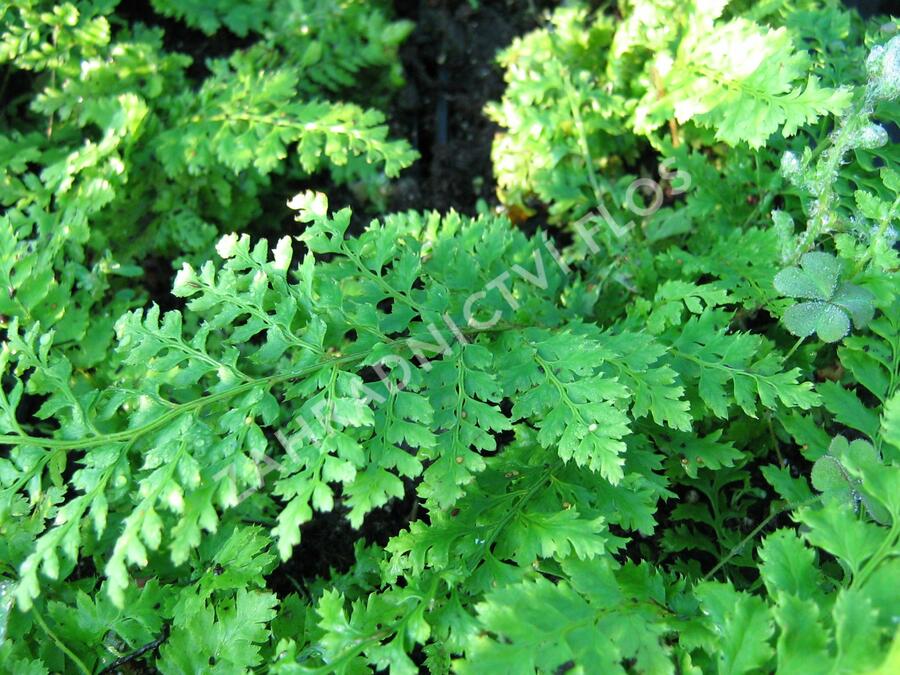 Kapradina štětinonosná 'Dahlem' - Polystichum setiferum 'Dahlem'