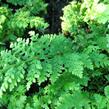 Kapradina štětinonosná 'Dahlem' - Polystichum setiferum 'Dahlem'