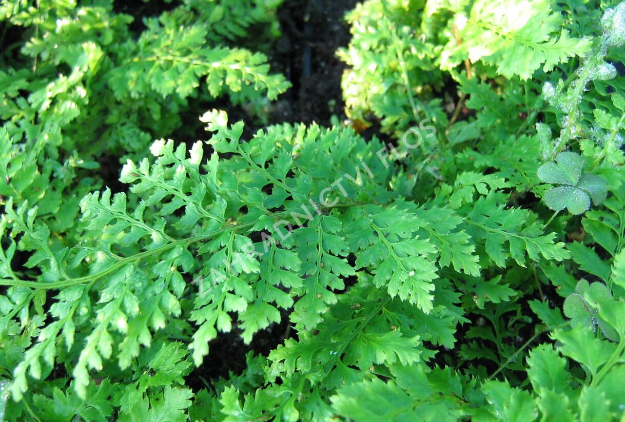 Kapradina štětinonosná 'Dahlem' - Polystichum setiferum 'Dahlem'