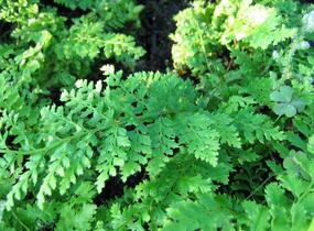 Kapradina štětinonosná 'Dahlem' - Polystichum setiferum 'Dahlem'