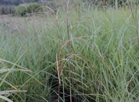Ozdobnice čínská 'Kleine Fontäne' - Miscanthus sinensis 'Kleine Fontäne'