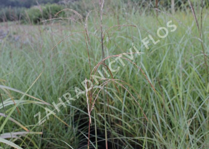 Ozdobnice čínská 'Kleine Fontäne' - Miscanthus sinensis 'Kleine Fontäne'