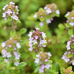 Mateřídouška 'Silver Queen' - Thymus citriodorus 'Silver Queen'