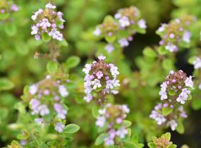 Mateřídouška 'Silver Queen' - Thymus citriodorus 'Silver Queen'