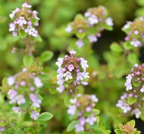 Mateřídouška 'Silver Queen' - Thymus citriodorus 'Silver Queen'