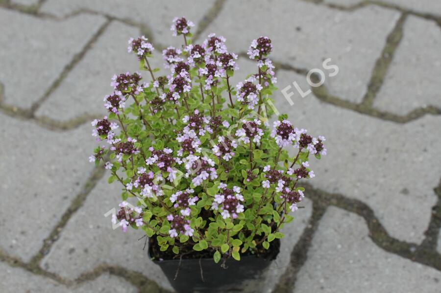 Mateřídouška 'Silver Queen' - Thymus citriodorus 'Silver Queen'