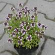 Mateřídouška 'Silver Queen' - Thymus citriodorus 'Silver Queen'