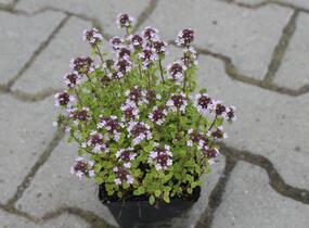 Mateřídouška 'Silver Queen' - Thymus citriodorus 'Silver Queen'