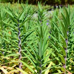 Pryšec skočcový - Euphorbia lathyris