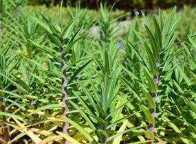 Pryšec skočcový - Euphorbia lathyris