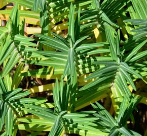 Pryšec skočcový - Euphorbia lathyris